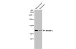 NPEPPS Antibody in Western Blot (WB)