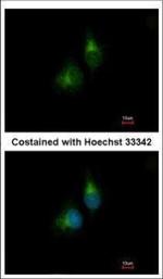 PDIR Polyclonal Antibody