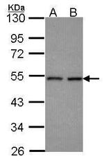 HEAB Antibody in Western Blot (WB)
