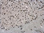 Histone H3.3 Antibody in Immunohistochemistry (Paraffin) (IHC (P))