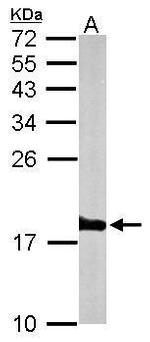 Histone H3.3 Antibody in Western Blot (WB)