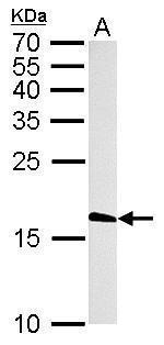 Histone H3.3 Antibody in Western Blot (WB)
