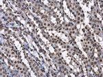 Histone H3.3 Antibody in Immunohistochemistry (Paraffin) (IHC (P))