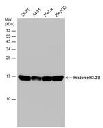 Histone H3.3 Antibody in Western Blot (WB)
