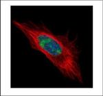 DDX56 Polyclonal Antibody