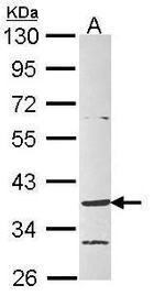 GPR4 Antibody in Western Blot (WB)
