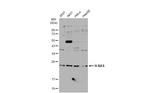 H-Ras Antibody in Western Blot (WB)