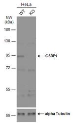 CSDE1 Antibody in Western Blot (WB)