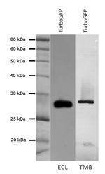 TurboGFP Antibody in Western Blot (WB)