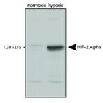 HIF-2 alpha Polyclonal Antibody, HRP
