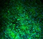 MSI1 Antibody in Immunocytochemistry (ICC/IF)