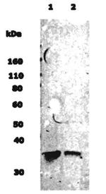 MSI1 Antibody in Western Blot (WB)