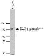 FANCD2 Polyclonal Antibody, HRP