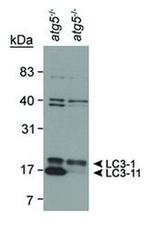 LC3B Antibody in Western Blot (WB)