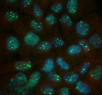 53BP1 Antibody in Immunocytochemistry (ICC/IF)