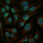 53BP1 Antibody in Immunocytochemistry (ICC/IF)