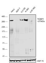 53BP1 Polyclonal Antibody, DyLight™ 650