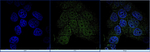 FOXP3 Antibody in Immunocytochemistry (ICC/IF)