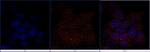 FOXP3 Antibody in Immunocytochemistry (ICC/IF)