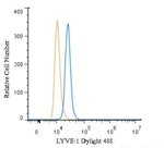 LYVE1 Polyclonal Antibody, DyLight™ 488