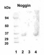 Noggin Polyclonal Antibody