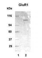 mGluR1 Polyclonal Antibody