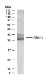 TRIP15 Polyclonal Antibody