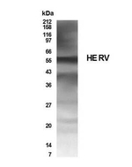 HERV Polyclonal Antibody