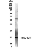 RSV M2 Polyclonal Antibody