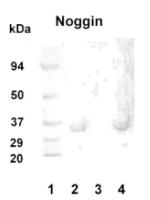 Noggin Polyclonal Antibody