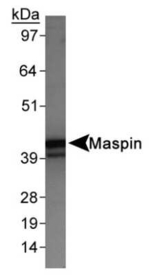Maspin Antibody in Western Blot (WB)