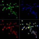 CD204 Polyclonal Antibody