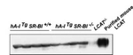 LCAT Antibody in Western Blot (WB)