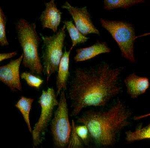 GRP78 Polyclonal Antibody