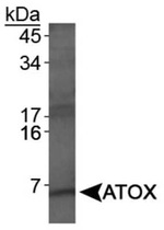 ATOX1 Antibody in Western Blot (WB)