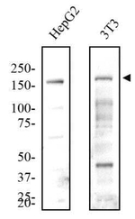 JMJD3 Antibody in Western Blot (WB)
