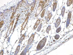 NBS1 Polyclonal Antibody