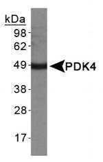 PDK4 Polyclonal Antibody