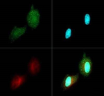 PDK4 Polyclonal Antibody