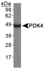 PDK4 Antibody in Western Blot (WB)