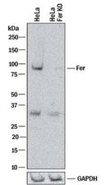 FER Antibody in Western Blot (WB)
