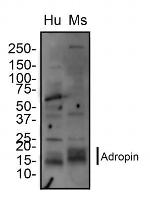Adropin Antibody in Western Blot (WB)