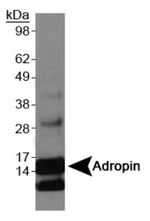Adropin Antibody in Western Blot (WB)