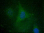 EDIL3 Antibody in Immunocytochemistry (ICC/IF)