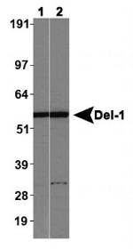 EDIL3 Antibody in Western Blot (WB)