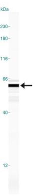 EDIL3 Antibody in Western Blot (WB)