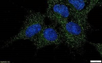 LGR5 Polyclonal Antibody