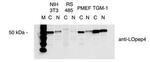 LOX Antibody in Western Blot (WB)