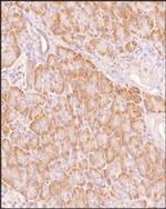 TMEM97 Antibody in Immunohistochemistry (Paraffin) (IHC (P))