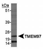 TMEM97 Antibody in Western Blot (WB)